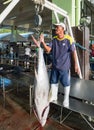 Yellowfin tuna being weighed