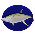 A yellowfin tuna in a deep sea blue circle Royalty Free Stock Photo