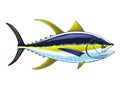 Yellowfin Tuna Fish Colored Illustration Vintage Royalty Free Stock Photo