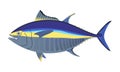 Yellowfin tuna fish. Royalty Free Stock Photo