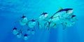 Yellowfin Tuna Fish School Royalty Free Stock Photo