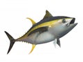Yellowfin tuna, isolated Royalty Free Stock Photo