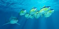 Yellowfin Tuna School Royalty Free Stock Photo