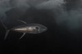Yellowfin Tuna (Thunnus albacares) in its Natural Element: Underwater Beauty Royalty Free Stock Photo