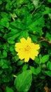 Yellowflower and leaf. A wonderful image.