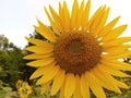 Yellowflower sunflower agriculture Royalty Free Stock Photo