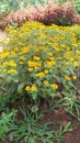 yellowflowers blooming in the garden - lush flowers during the day Royalty Free Stock Photo