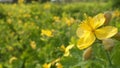 Yellowflowers