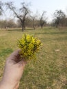 YellowFlowers tree Royalty Free Stock Photo