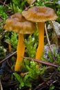 Yellowfoot Cantharellus lutescens, wild mushrooms edible in mo Royalty Free Stock Photo