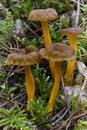 Yellowfoot Cantharellus lutescens, wild mushrooms edible in mo Royalty Free Stock Photo