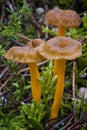 Yellowfoot Cantharellus lutescens, wild mushrooms edible Royalty Free Stock Photo