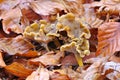 Yellowfoot or Craterellus tubaeformis in forest Royalty Free Stock Photo