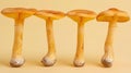Yellowfoot mushroom, craterellus tubaeformis, on gentle pastel colored background Royalty Free Stock Photo