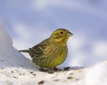 Yellowhammer Royalty Free Stock Photo