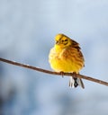 Yellowhammer Royalty Free Stock Photo