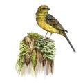 Yellowhammer bird. Watercolor realistic illustration. Yellow bunting on the mossy stump nature forest image. Hand drawn