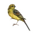 Yellowhammer bird watercolor realistic image. Hand drawn yellow song avian. Yellowhammer male on white background Royalty Free Stock Photo