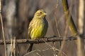 Yellowhammer / Emberiza citrinella