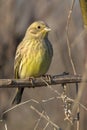 Yellowhammer / Emberiza citrinella