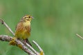 Yellowhammer Emberiza citrinella on the branch amazing warm light sunset sundown