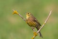 Yellowhammer Emberiza citrinella on the branch amazing warm light sunset sundown