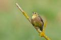 Yellowhammer Emberiza citrinella on the branch amazing warm light sunset sundown