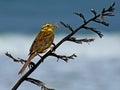 Yellowhammer