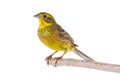 Yellowhammer Emberiza citrinella