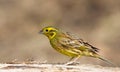 Yellowhammer Emberiza citrinella on the log