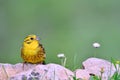 Yellowhammer, Emberiza citrinella.