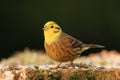 Yellowhammer Royalty Free Stock Photo