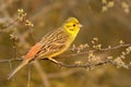 Yellowhammer - Emberiza citrinella passerine bird in the bunting family that is native to Eurasia and has been introduced to New Royalty Free Stock Photo