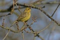 Yellowhammer, Emberiza citrinella