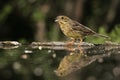 Yellowhammer, Emberiza citrinella