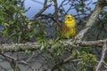 Yellowhammer Emberiza citrinella