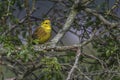 Yellowhammer Emberiza citrinella