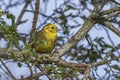 Yellowhammer Emberiza citrinella