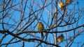 Yellowhammer (Emberiza citrinella) sitting on the branch of dry tree on blue sky background Royalty Free Stock Photo