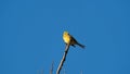 Yellowhammer (Emberiza citrinella) sitting on the branch of dry tree on blue sky background Royalty Free Stock Photo