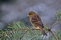 The yellowhammer, Emberiza citrinella