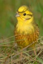 Yellowhammer - Emberiza citrinella