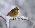 The yellowhammer, Emberiza citrinella