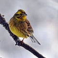 The yellowhammer, Emberiza citrinella