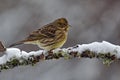 The yellowhammer, Emberiza citrinella