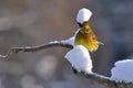 The yellowhammer, Emberiza citrinella