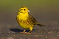 Yellowhammer (Emberiza citrinella) Royalty Free Stock Photo