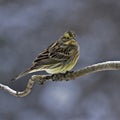 The yellowhammer, Emberiza citrinella