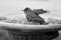 Yellowhammer having a bird shower in birdbath