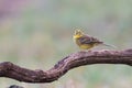 Yellowhammer